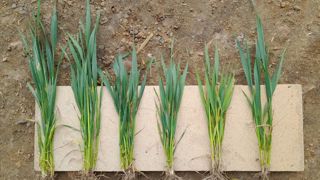 Cette photo issue de la plateforme dans la Sarthe illustre bien l'effet de la fertilisation localisée au semis sur la biomasse du blé. De gauche à droite : semis direct avec starter, TCS avec starter, TCS sans starter, SD sans starter, témoin non fertilisé, et pratique agriculteur. Cette photo issue de la plateforme dans la Sarthe illustre bien l'effet de la fertilisation localisée au semis sur la biomasse du blé. De gauche à droite : semis direct avec starter, TCS avec starter, TCS sans starter, SD sans starter, témoin non fertilisé, et pratique agriculteur.